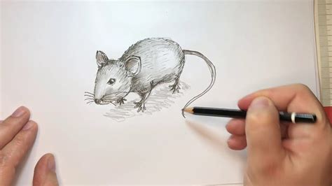 Come disegnare un Topo o Topolino Tutorial .